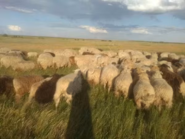 Sheep, Sheep — Russia