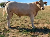 Bull, Charolais cattle — photo 3