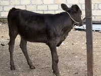 Bò cái, Gia súc — ảnh 1