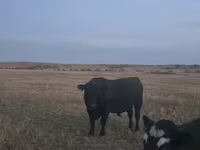 ষাঁড়, Latvian Blue cattle — ছবি 1