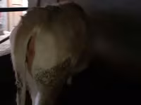 母牛, Swiss cattle — 照片 1