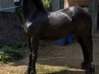 Ձի, Friesian — լուսանկար 4