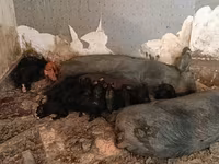 خنزير ذكر, الخنازير — الصورة 7