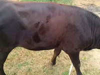 ላም, Simmental cattle — ፎቶ 3