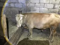 Bou, Simmental cattle — foto 2