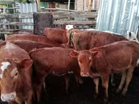 گاو ماده, Simmental cattle — عکس 4