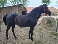 雌馬, Hungarian horse breed — 写真 2