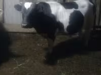 گاو نر, Simmental cattle — عکس 2