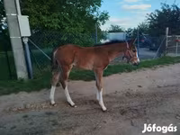 Kuda betina, Hungarian horse breed — foto 5