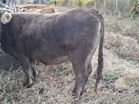 Lembu betina, Cattle — foto 8