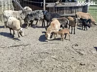 ஆடுகள் (தொகுதி, பாலினம் குறிப்பிடப்படவில்லை), Cameroon sheep — புகைப்படம் 1