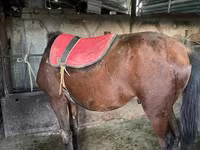 Kuda jantan, Horses — foto 2