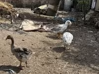 Geese — foto 2