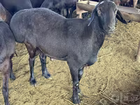 ஆண் ஆடு, Hissar sheep — புகைப்படம் 4