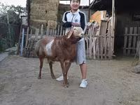 Montone, Arashan sheep — foto 2