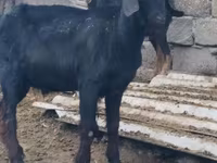 Kozioł, Anatolian Black goats — zdjęcie 4