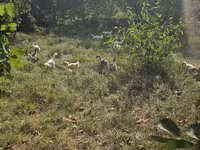 Geese — รูปภาพ 1