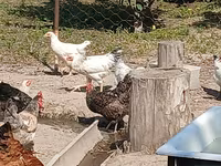 Chickens — 照片 3