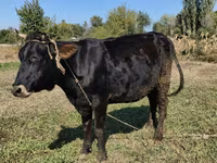 İnek, Alatau ırkı — foto 2