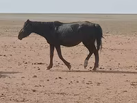 مادیان, Horse breed — عکس 7