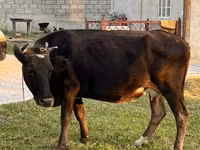 Mucca, Bovini — foto 4