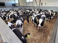 Vacă, Bovine — foto 2