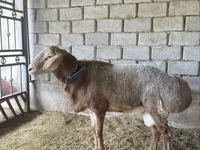 Bélier, Arashan sheep — photo 5