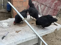 Chickens — الصورة 4
