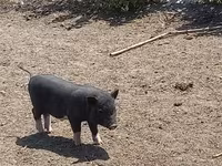 Babi betina, Вьетнамская вислобрюхая — foto 5