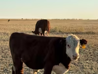 Lembu jantan, White-headed Ukrainian — foto 5