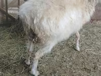 Kambing betina, Sheep — foto 5