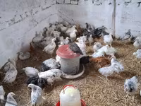 Chickens — fotografija 3