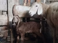 قوچ, Arashan sheep — عکس 8