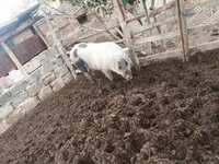 سؤر, Дюрок — تصویر 3
