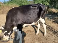Kuh, Russian Black pied cattle — Foto 2