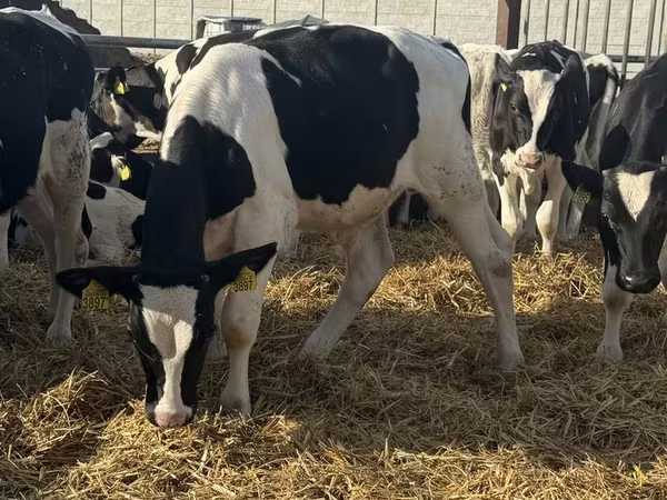 Byk, Russian Black pied cattle