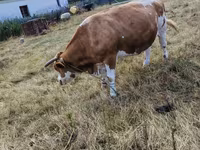 İnek, Simmental cattle — foto 5