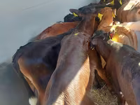 Lo’ (xirmo, jins lama sheegin), Simmental cattle — sawirka 4