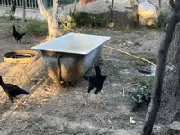 Chickens — รูปภาพ 3