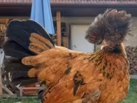 Gallina danese — foto 5
