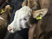 Lembu ternakan (lot, jantina tidak dinyatakan), Simmental cattle — foto 1