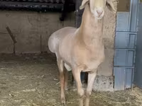 Koç, Arashan sheep — foto 8