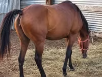 घोड़ी, Thoroughbred horse — फ़ोटो 4