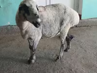 Schaap, Schapen — foto 2