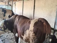 Vacă, Simmental cattle — foto 1