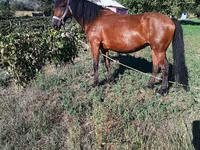 ሴት ፈረስ, Horses — ፎቶ 1