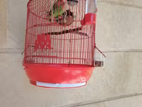 Məhsul: Qırmızı asma quş qəfəsi aksesuarlar, 1 cut popuqaylar lovebird — عکس 1