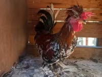 Chickens — foto 2