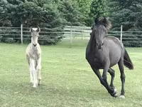 Էգ ձի, Black Sea breed — լուսանկար 8