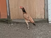 Chickens — 3. fotó